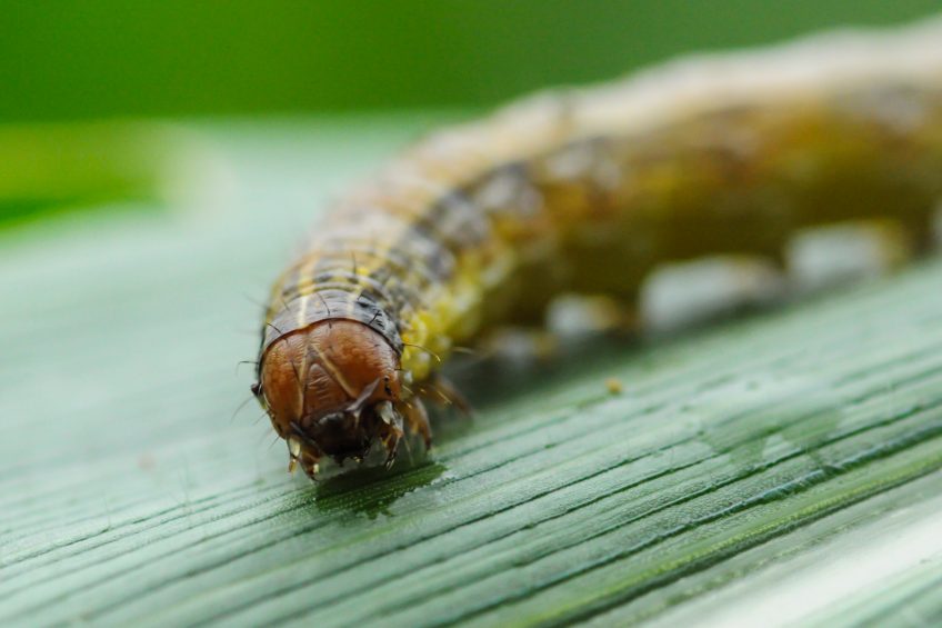 Fall armyworm