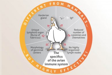 Hot Talks: What are the specifics of the avian immune system?