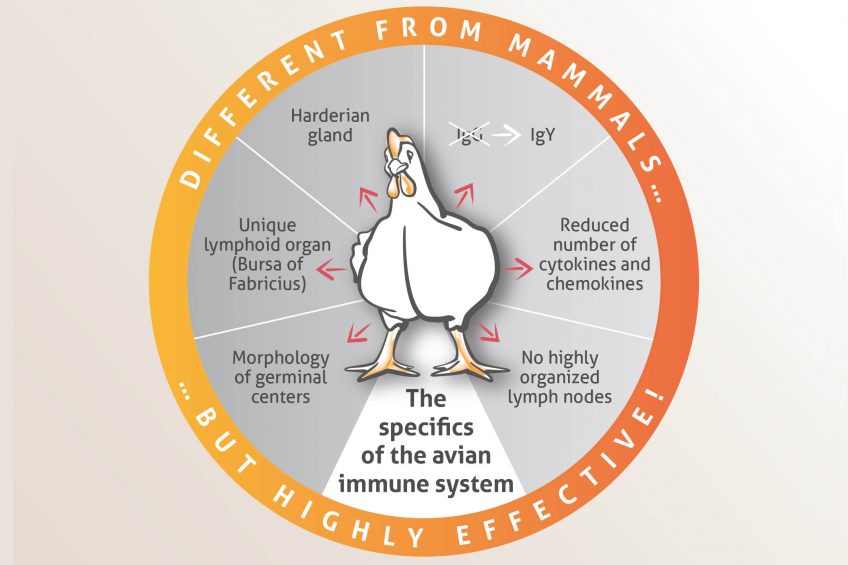 Hot Talks: What are the specifics of the avian immune system?