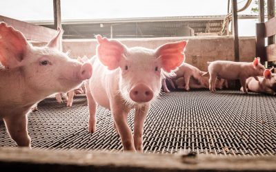 Heat stress in pigs   effect on the gut. Photo: Phytobiotics