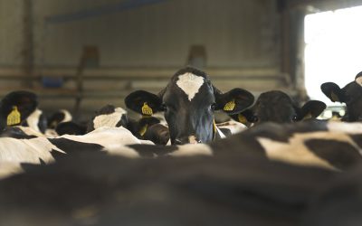 Omega fatty acids for better dairy cows. Photo: Henk Riswick