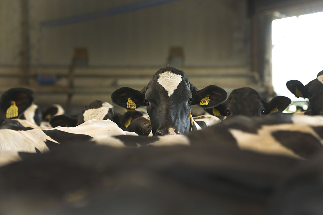 Omega fatty acids for better dairy cows. Photo: Henk Riswick