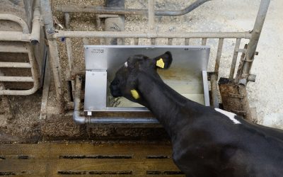 Water requirements livestock: 7 factors to consider. Photo: Frank Uijlenbroek