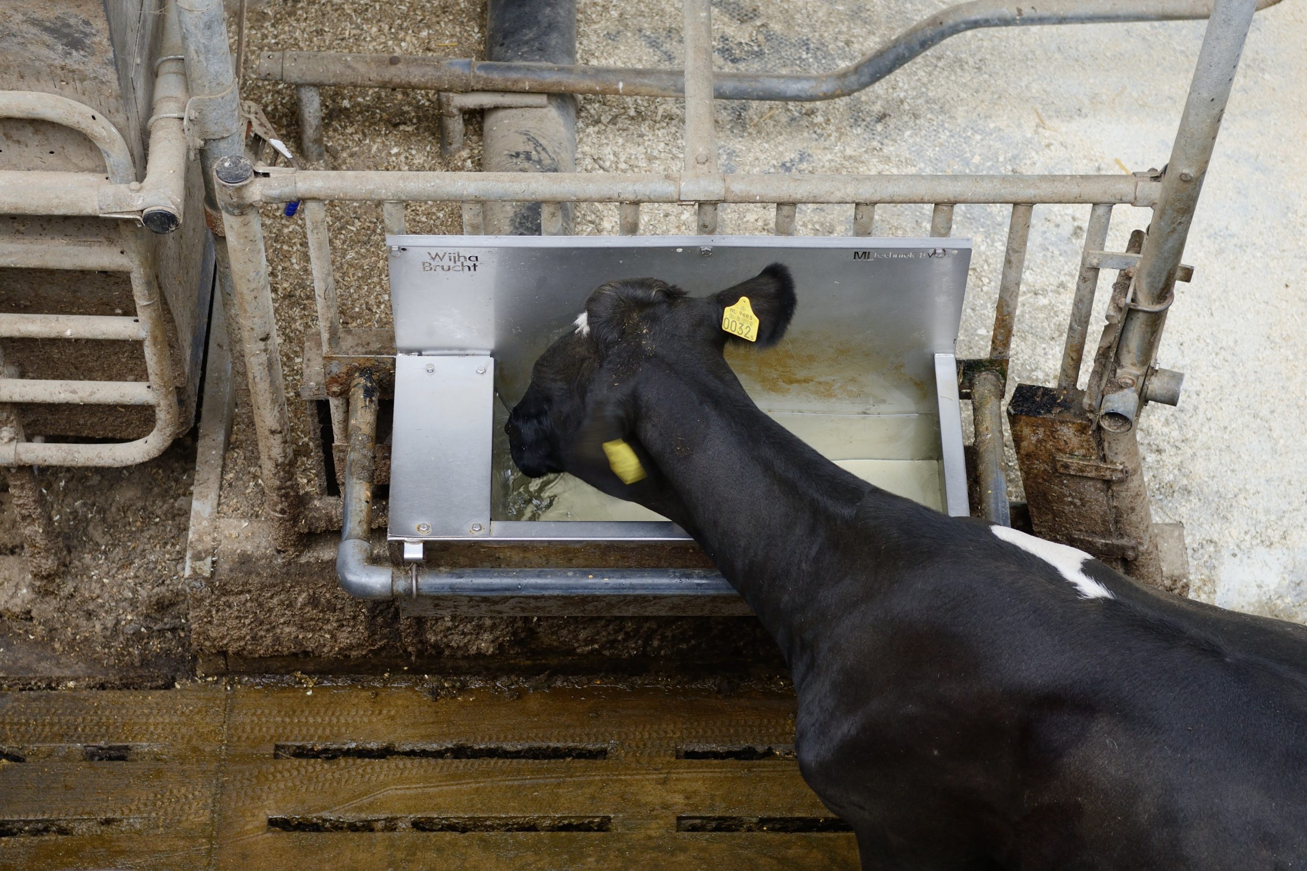 Water requirements livestock: 7 factors to consider. Photo: Frank Uijlenbroek