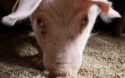 Impact of mycotoxin contamination in swine. Photo: Hans Prinsen