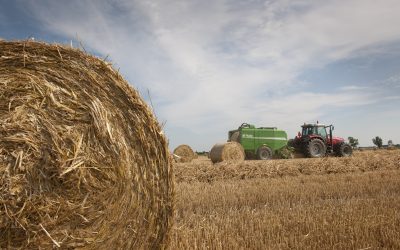 Fungi turns straw into digestible feed