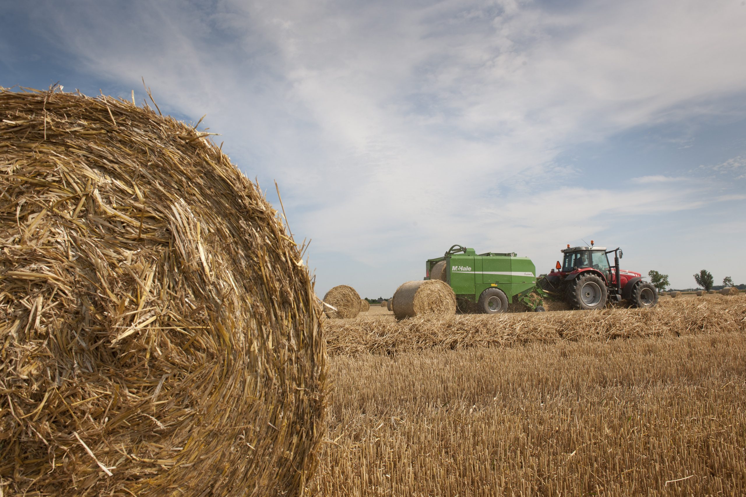 Fungi turns straw into digestible feed