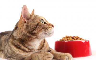 What to do to slim down obese cats? Photo: Shutterstock