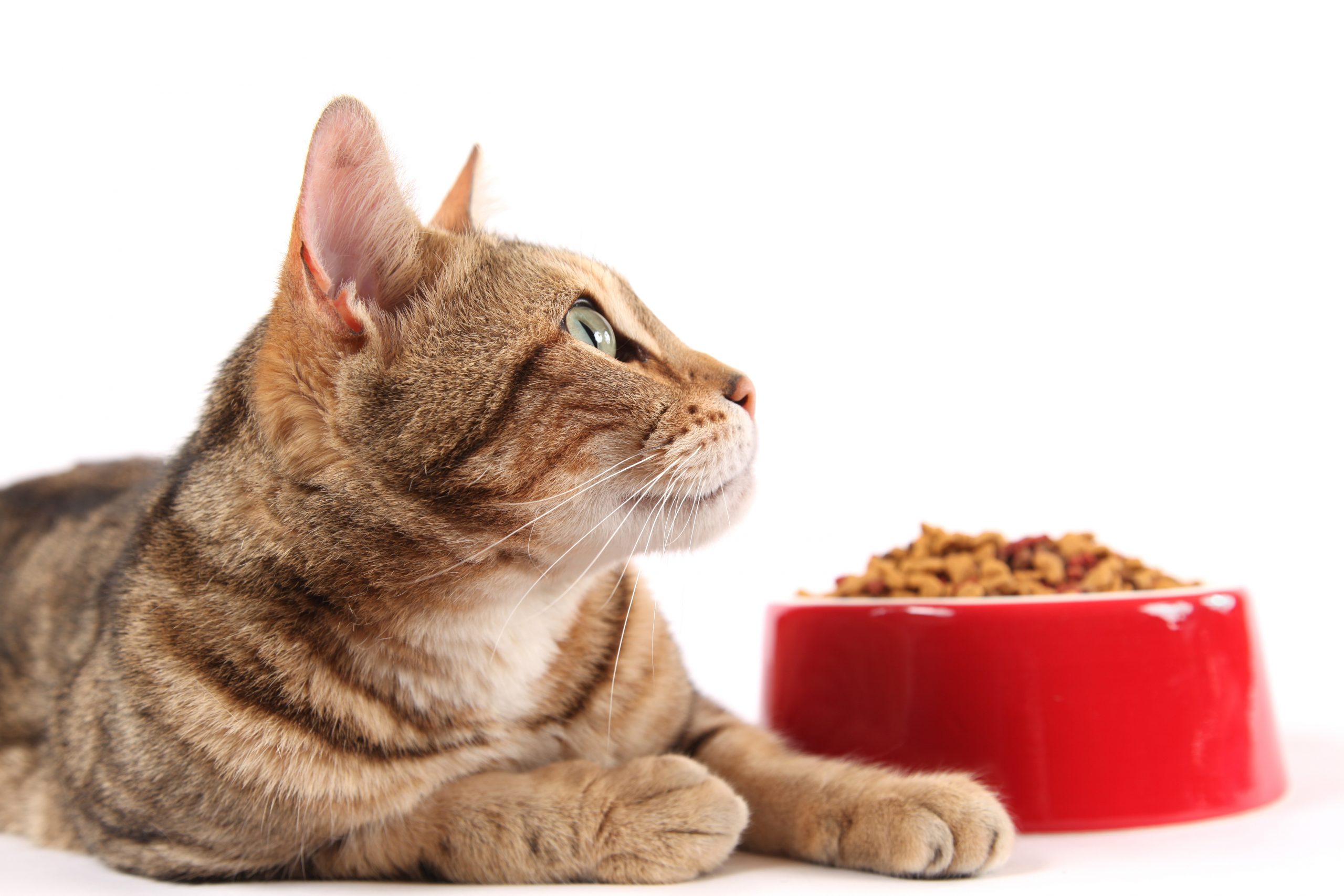 What to do to slim down obese cats? Photo: Shutterstock