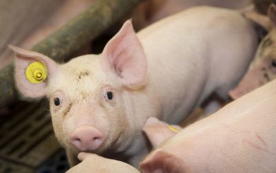 African leaf meal let pigs grow. Photo: Koos Groenewold