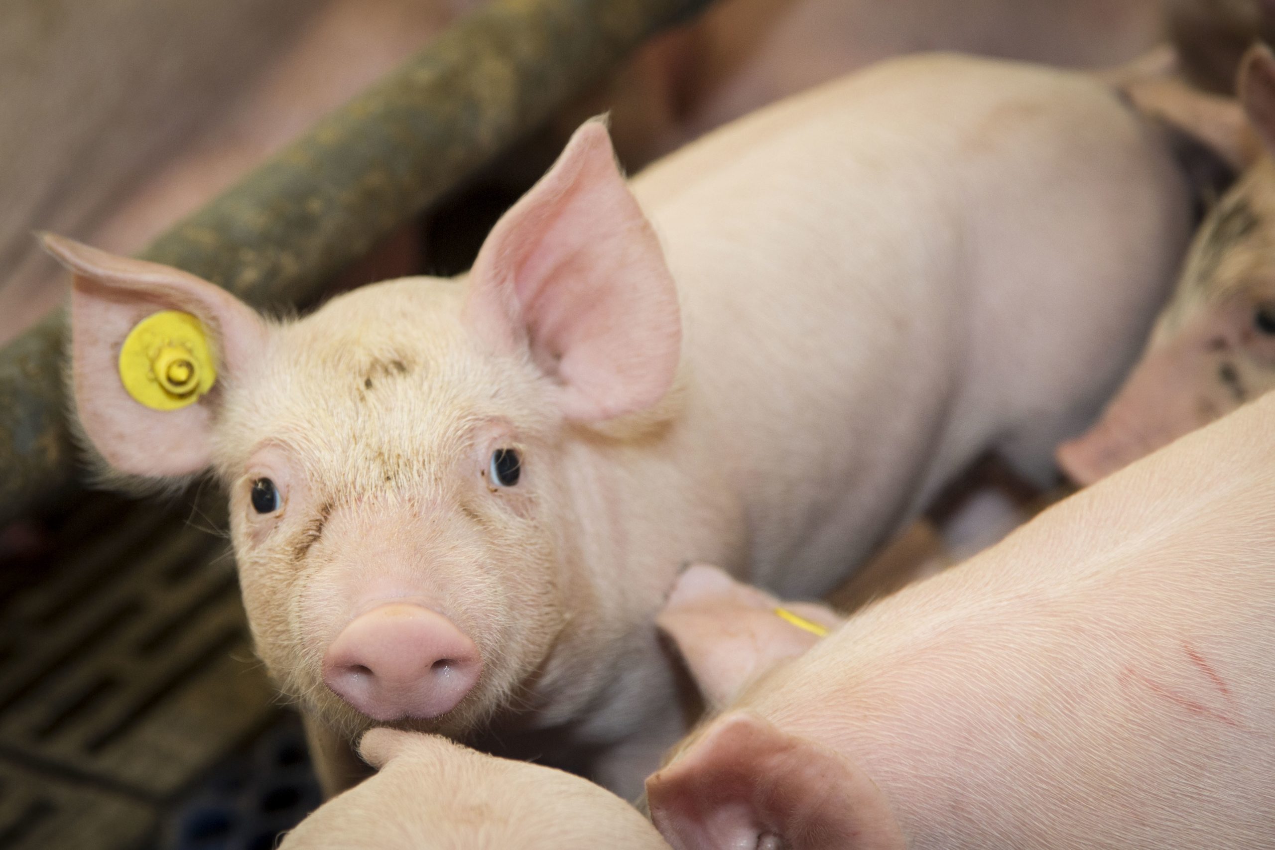 African leaf meal let pigs grow. Photo: Koos Groenewold