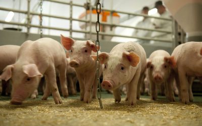Microbiome modulation: The benefits for swine. Photo: Mark Pasveer