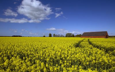 UK rapeseed growers worried about crop diseases