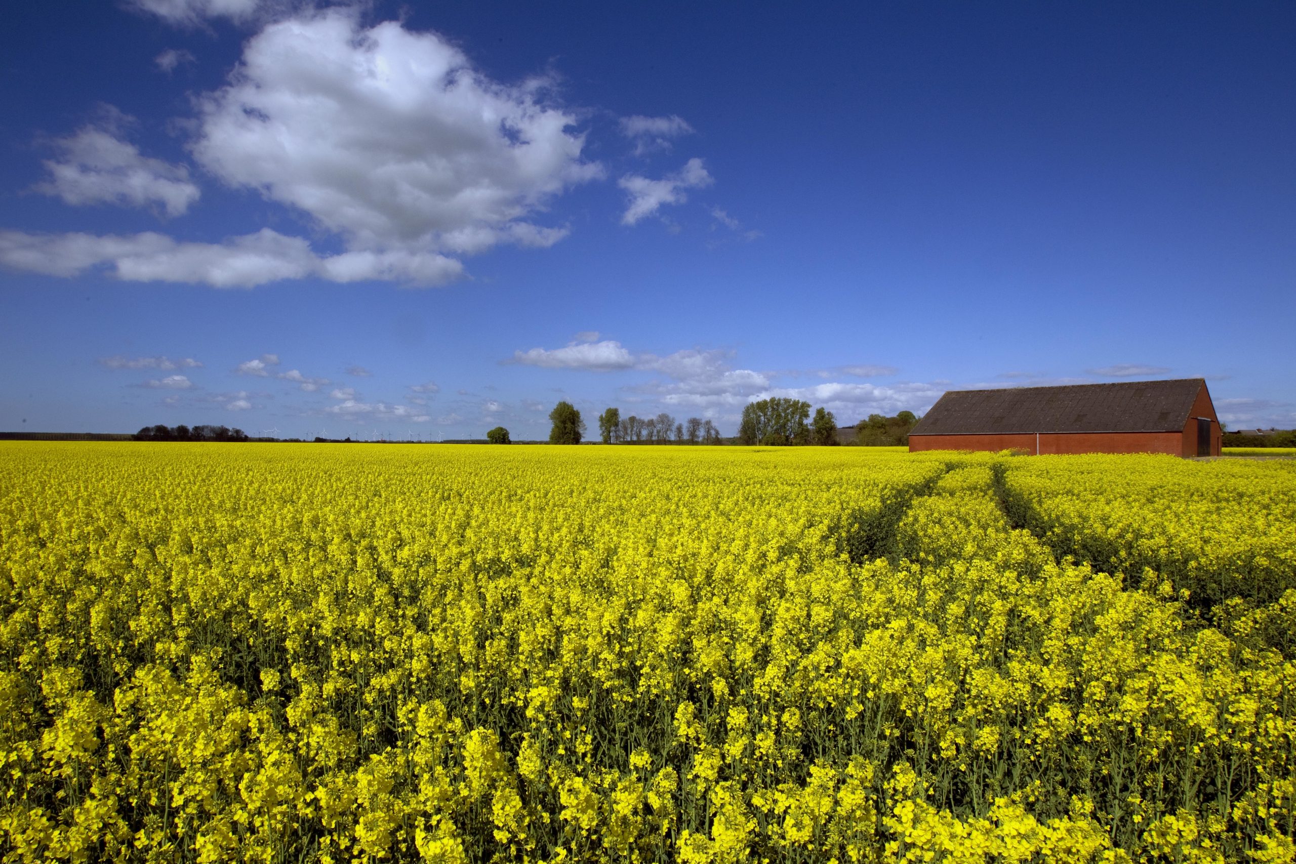 UK rapeseed growers worried about crop diseases