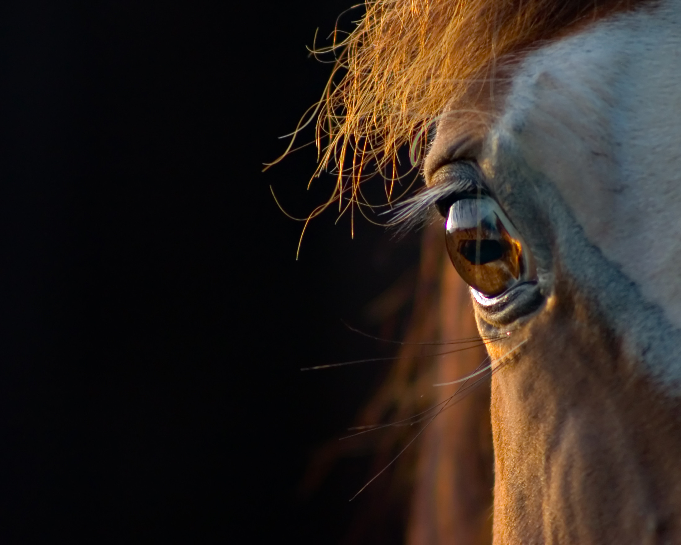 Prevention of mouldy hay for horses