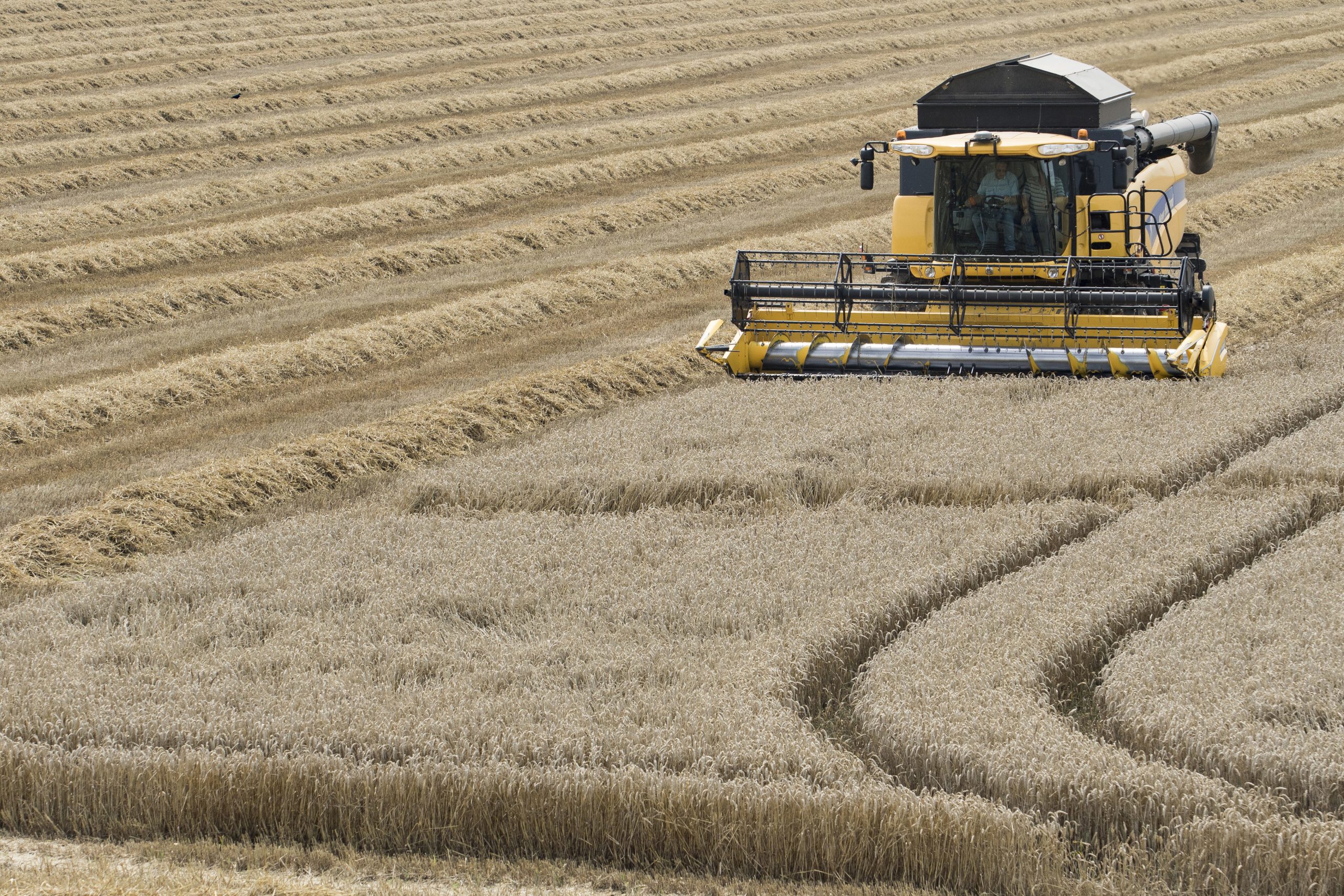 European wheat exports reduced. Photo: Jan Willem van Vliet