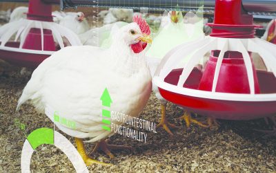 Poultry gut function: It s all in the detail. Photo: Grant Heilman Photography / Alamy Stock Photo