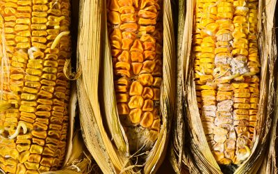 Middle East: Spike in mycotoxin levels