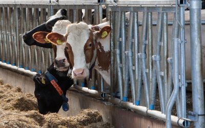 3 underutilised feed ingredients for ruminants. Photo: Ronald Hissink