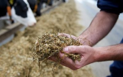 Protein is considered one of the most important feed nutrient for dairy cows, and should not constitute less than 17% of the total animal diet. Photo: Van Assendelft