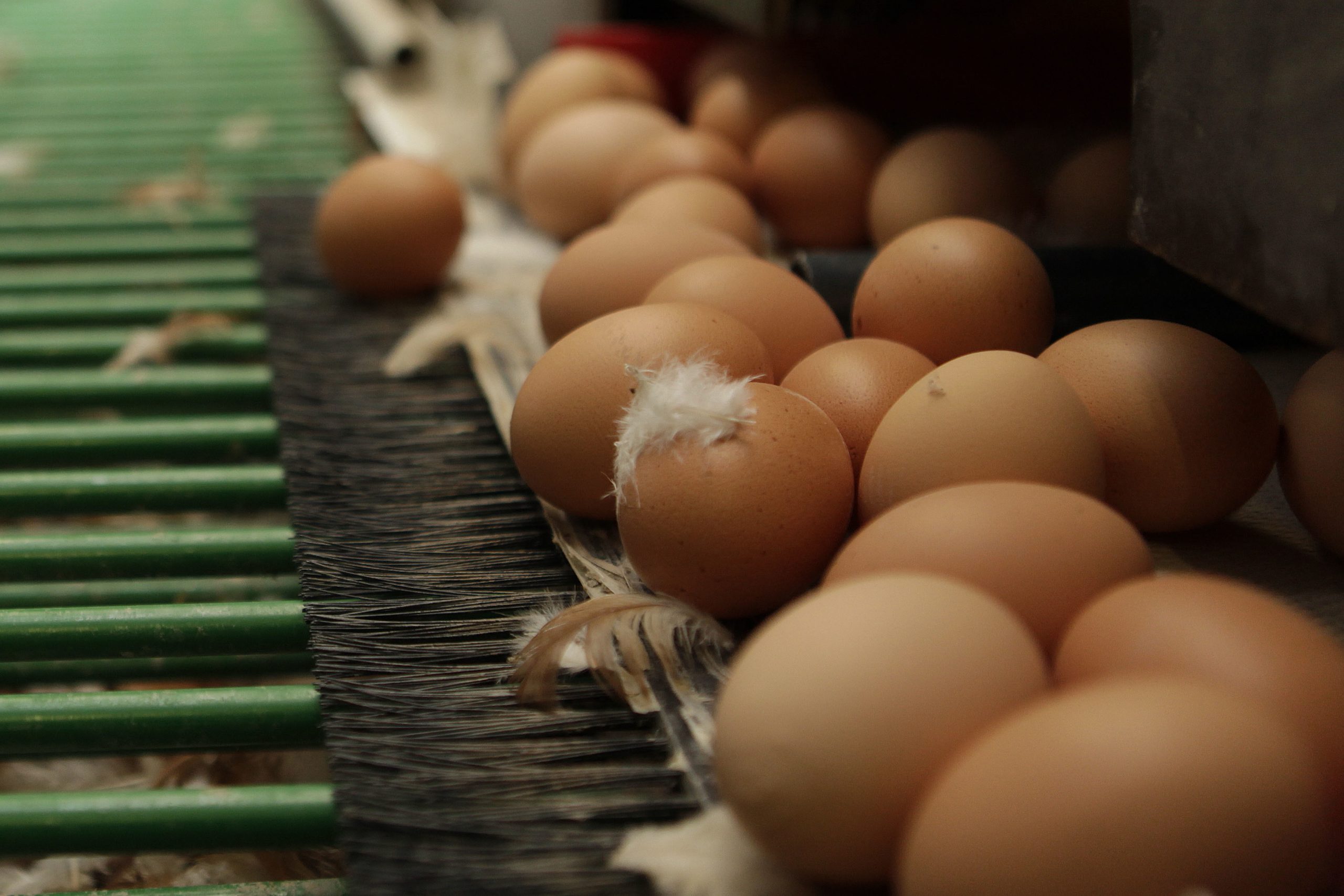 Mycotoxins: Their effect in breeder hens. Photo: Hans Prinsen