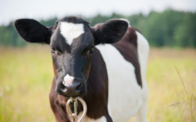 How stress can affect calf health and performance. Photo: Shutterstock