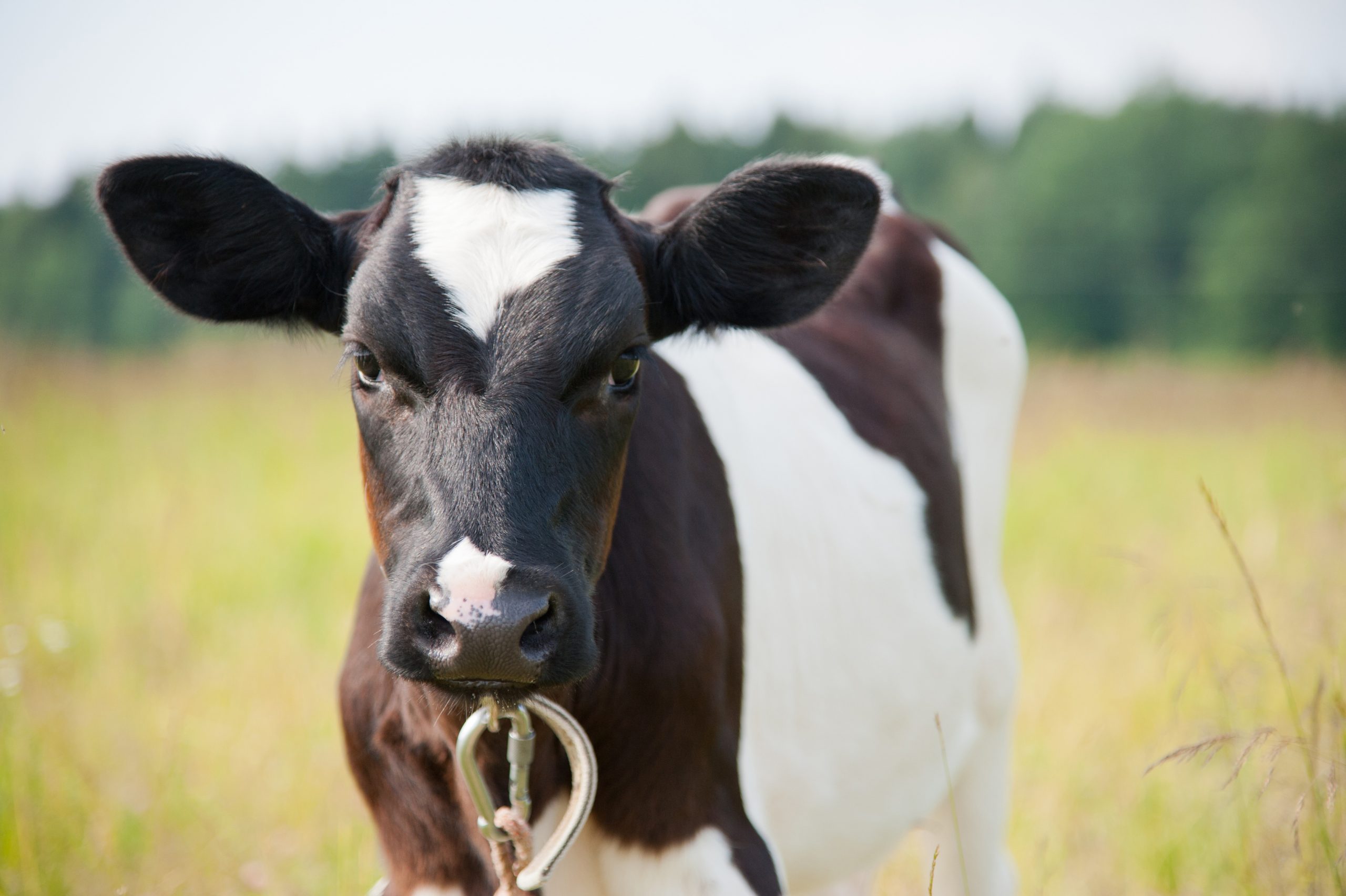 How stress can affect calf health and performance. Photo: Shutterstock