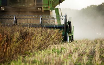 Rise in US feed grain supplies. Photo: Bart Nijs
