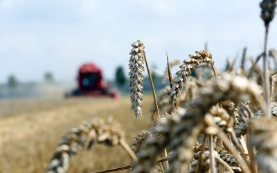 Drought causes drop in EU cereals. Photo: Henk Riswick