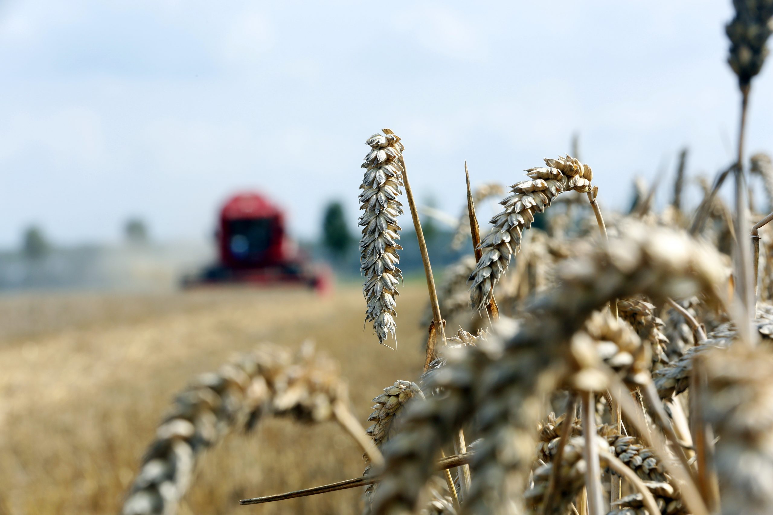 Drought causes drop in EU cereals. Photo: Henk Riswick