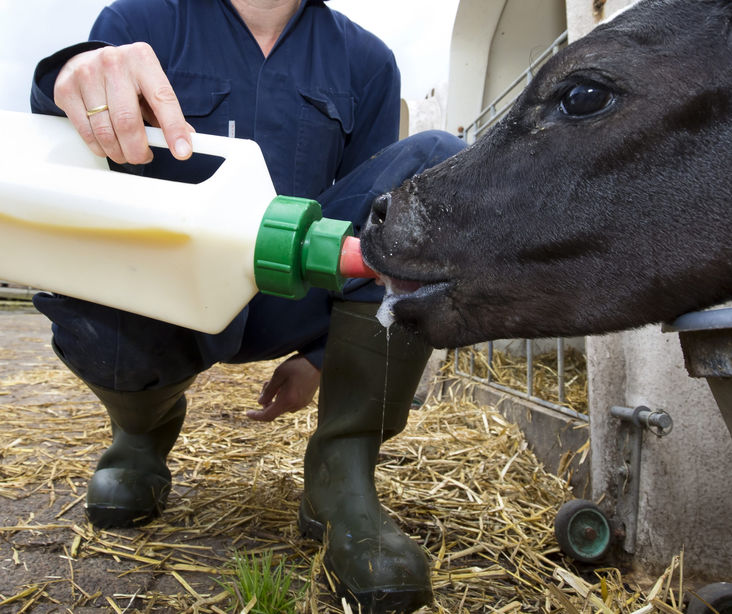 UK to promote right use of colostrum. Photo: Ruud Ploeg