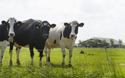 Longer grazing steps up acidosis risk. Photo: Wick Natzijl