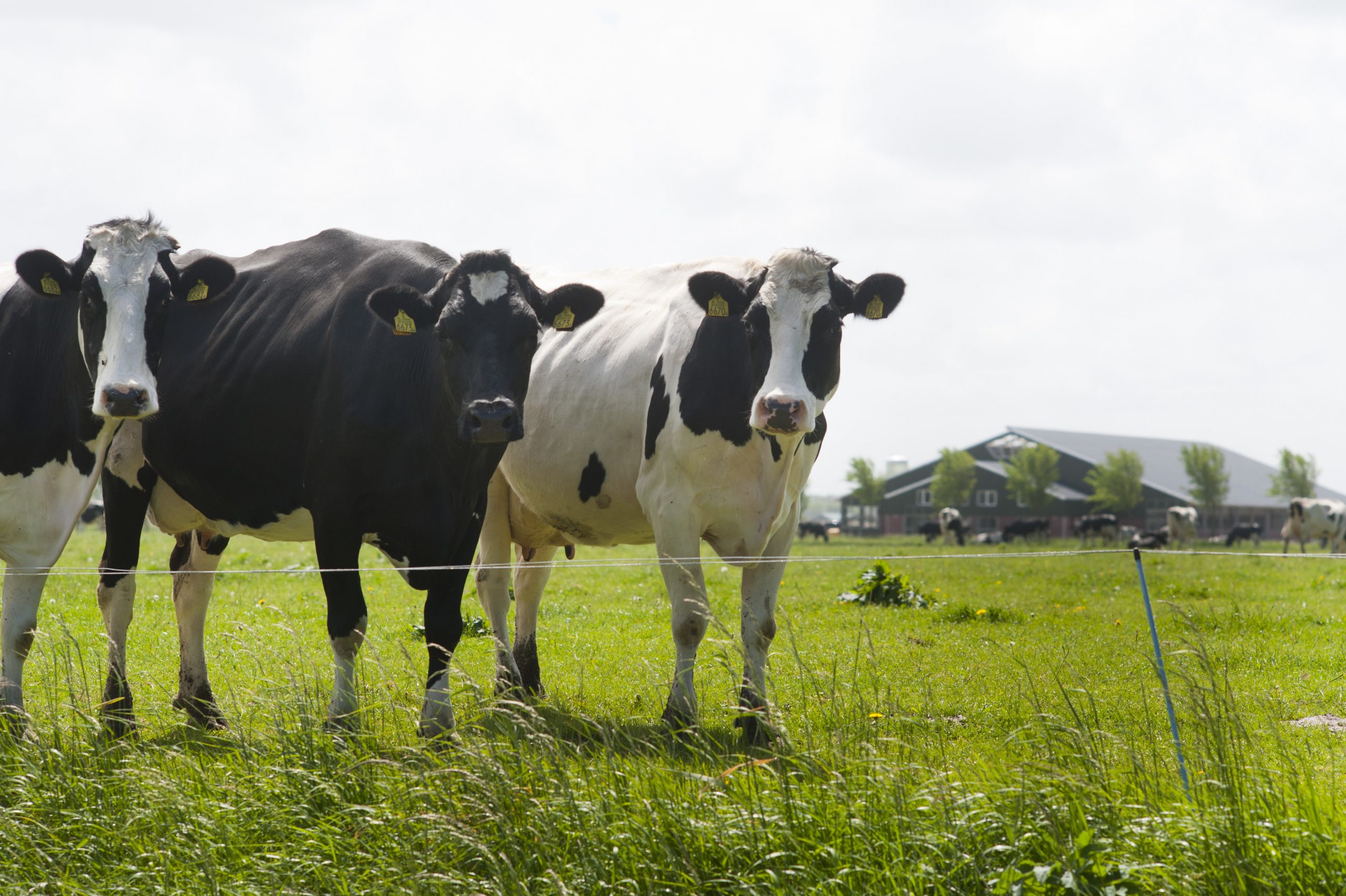 Longer grazing steps up acidosis risk. Photo: Wick Natzijl