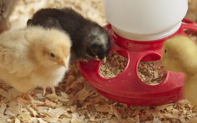 6 things to look for in a starter-grower feed. Photo: Purina