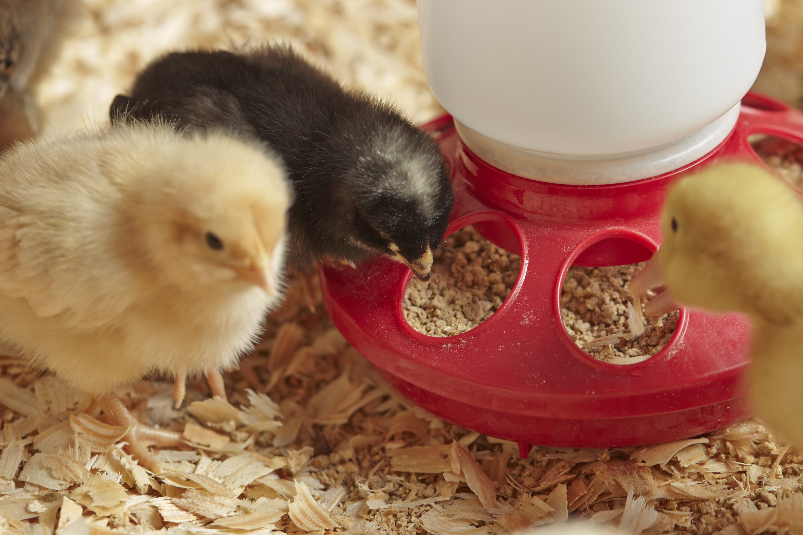 6 things to look for in a starter-grower feed. Photo: Purina