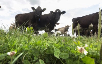 Cutting costs by using home-grown proteins. Photo: Koos Groenewold