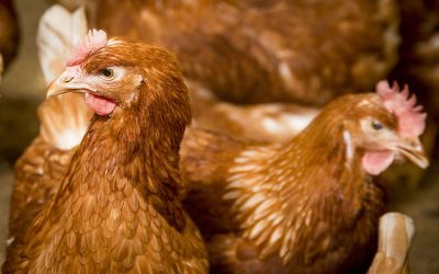 Application of bile acids in laying hens. Photo: Koos Groenewold