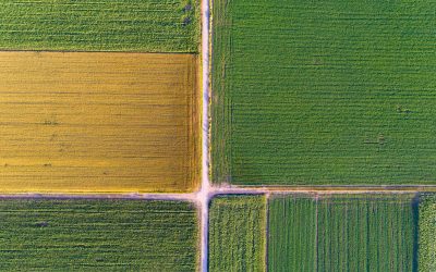 Global agriculture at a critical crossroads. Photo: Budimir Jevtic