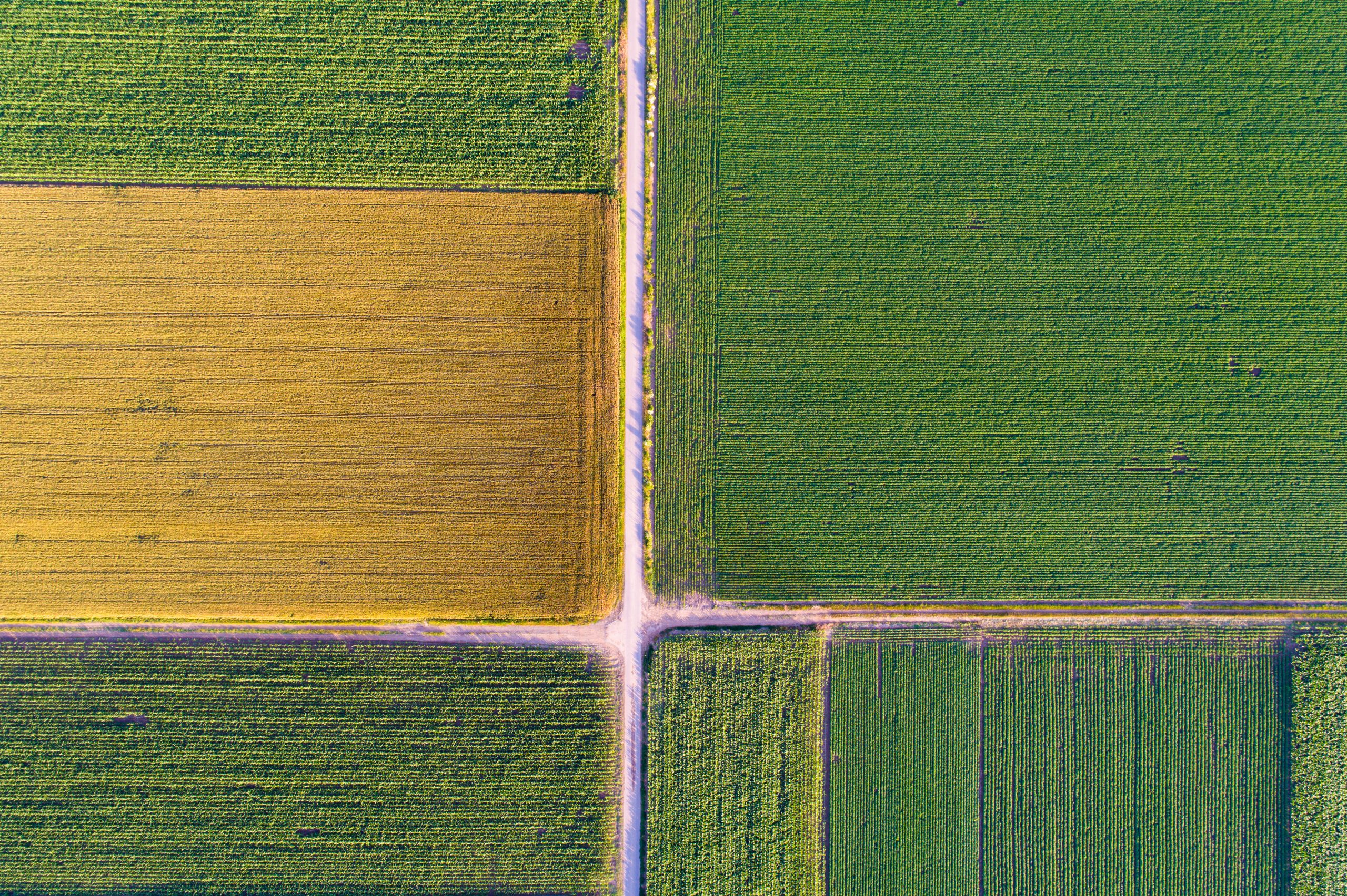 Global agriculture at a critical crossroads. Photo: Budimir Jevtic