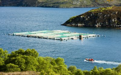 Sustainable salmon feed. Photo: Richard Semik