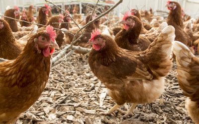 Studies are underway to confirm the findings in laying hens with other oils that are rich in oleic acid.