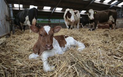 Fats in cattle feed: What to consider. Photo: Ton Kastermans