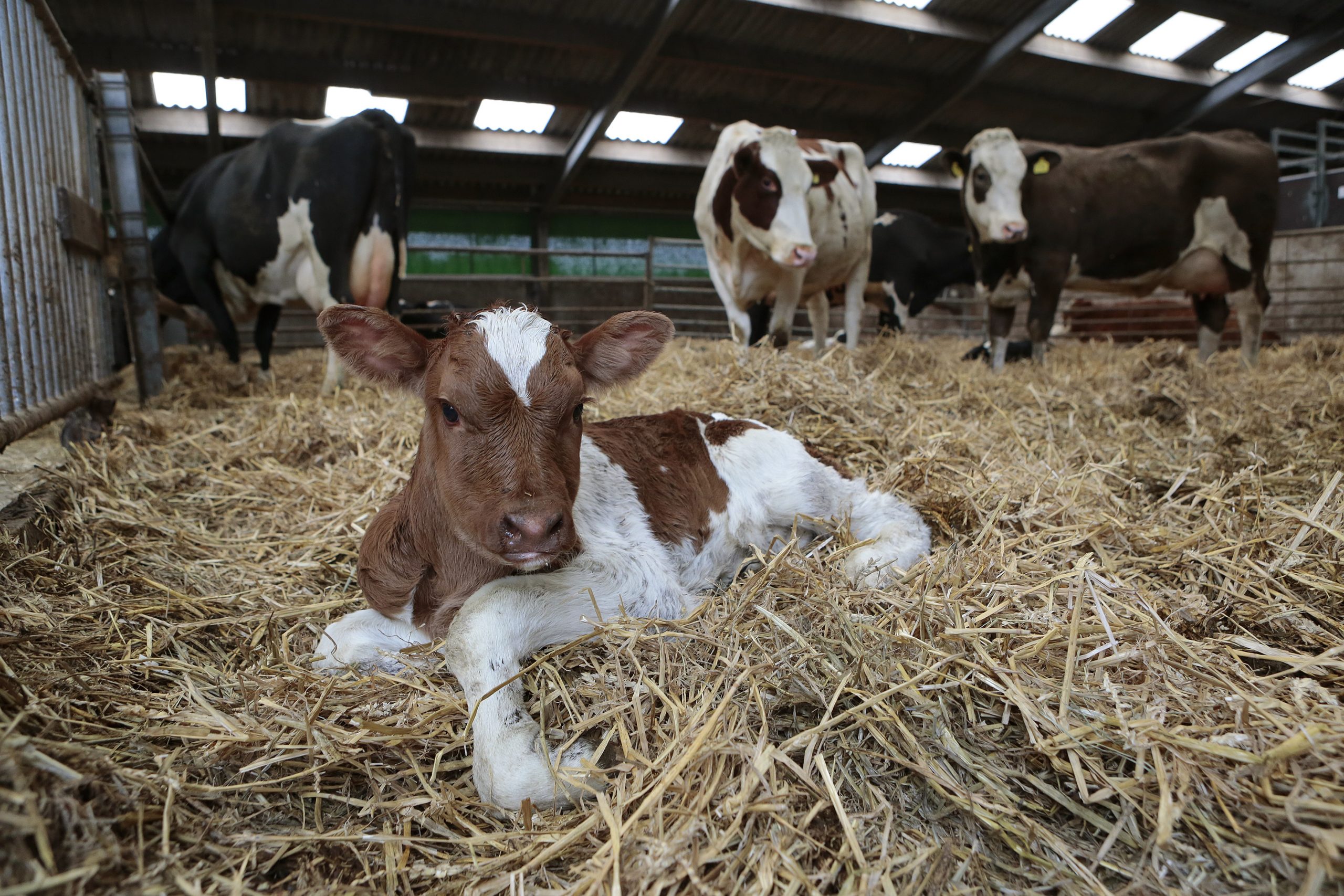 Fats in cattle feed: What to consider. Photo: Ton Kastermans