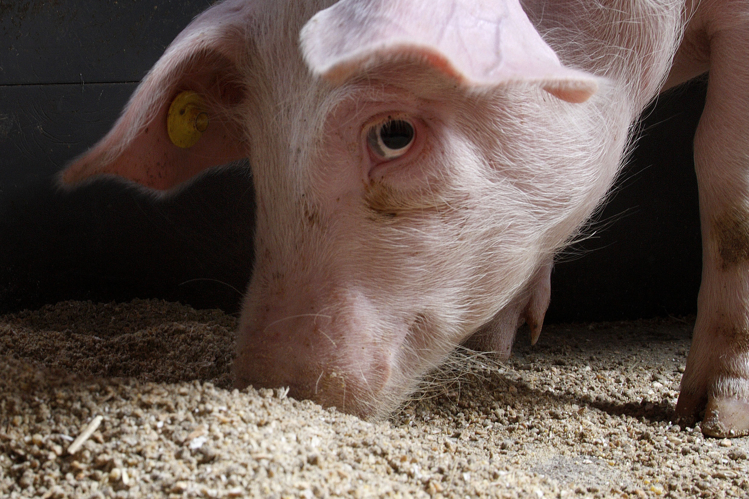 Bitter tastants in feed ingredients. Photo: Hans Prinsen