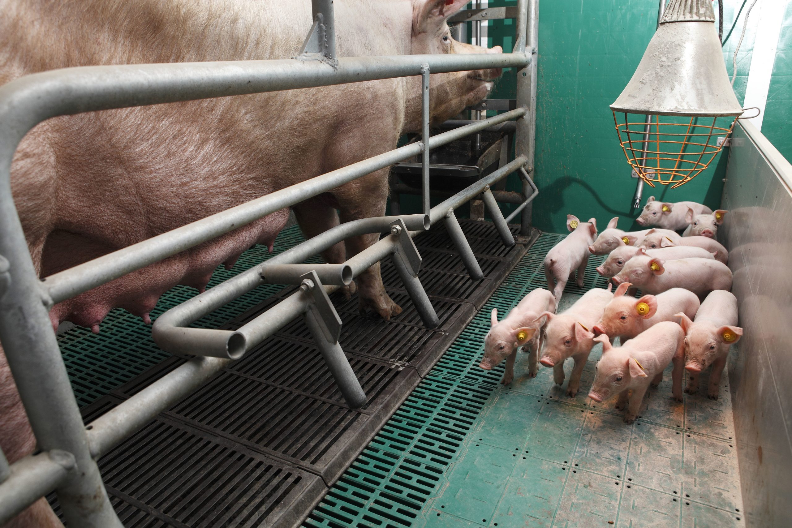 Heavier piglets by enriching sow diets. Photo: Hans Prinsen