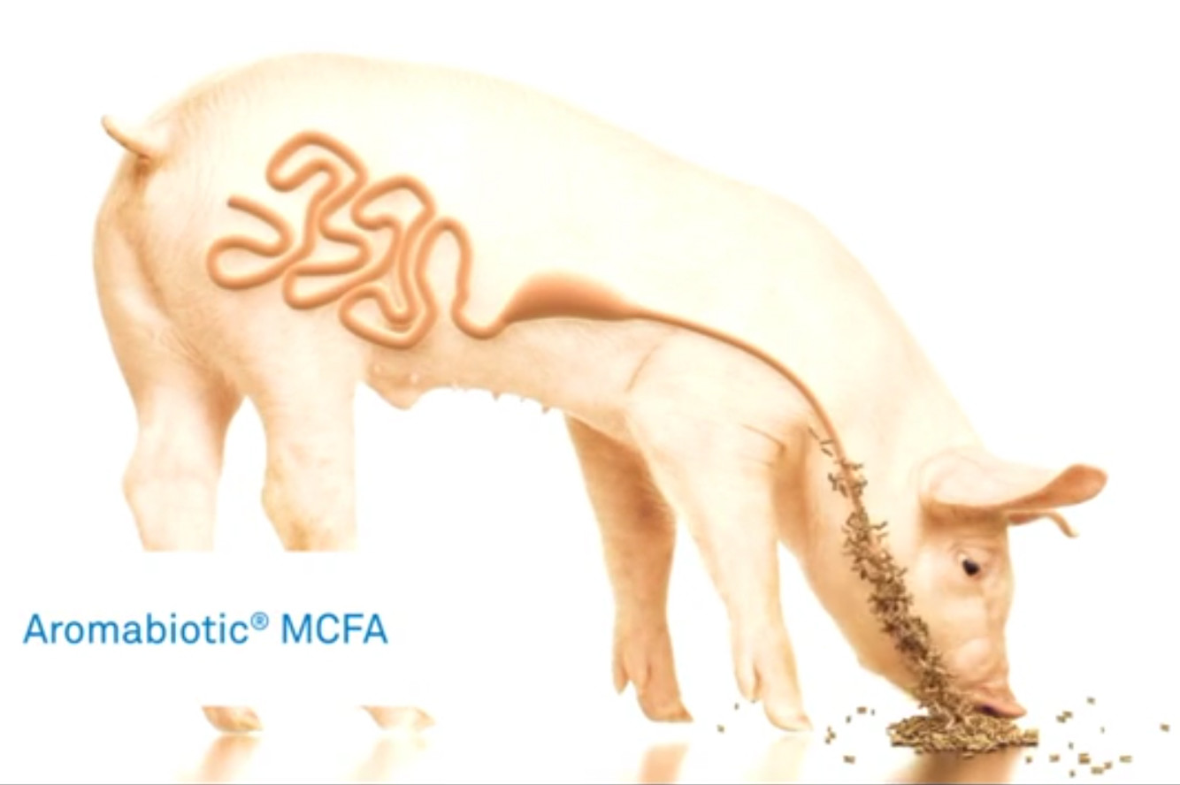 Aromabiotic-MCFA in action