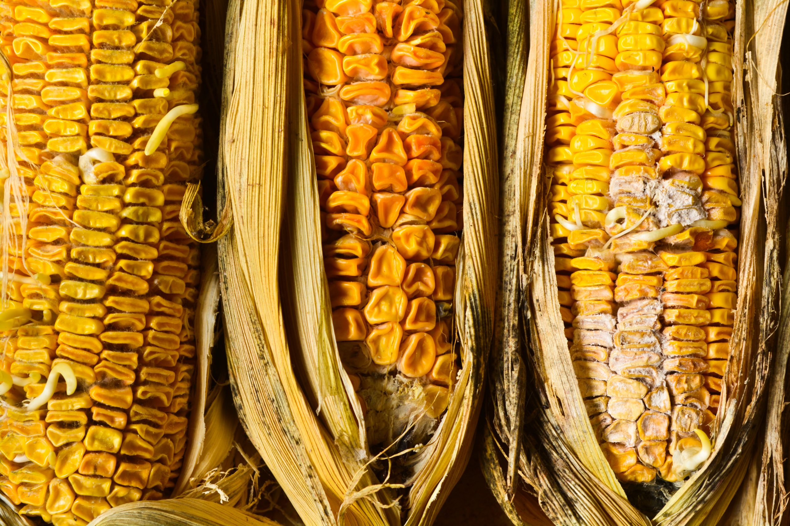 New data shows mycotoxins are not under control