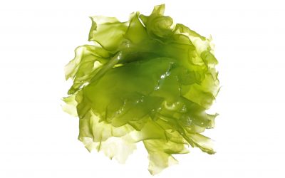 Seaweed: The silver bullet to reduce methane? Photo: Dreamstime