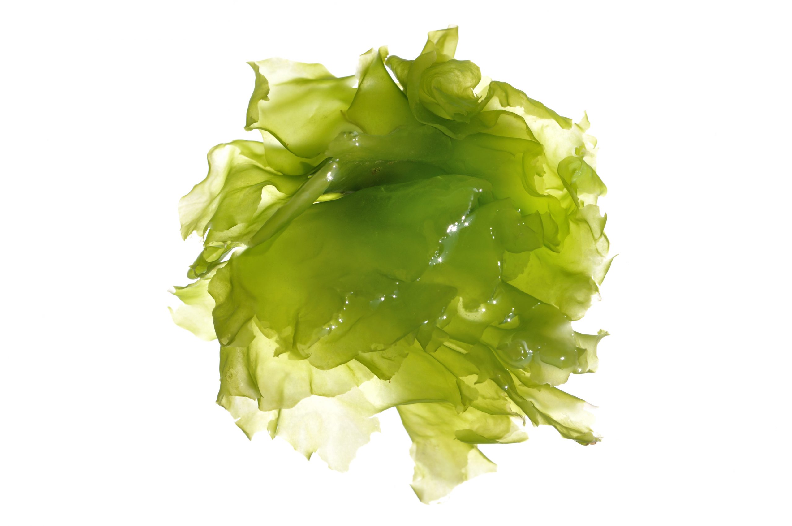 Seaweed: The silver bullet to reduce methane? Photo: Dreamstime