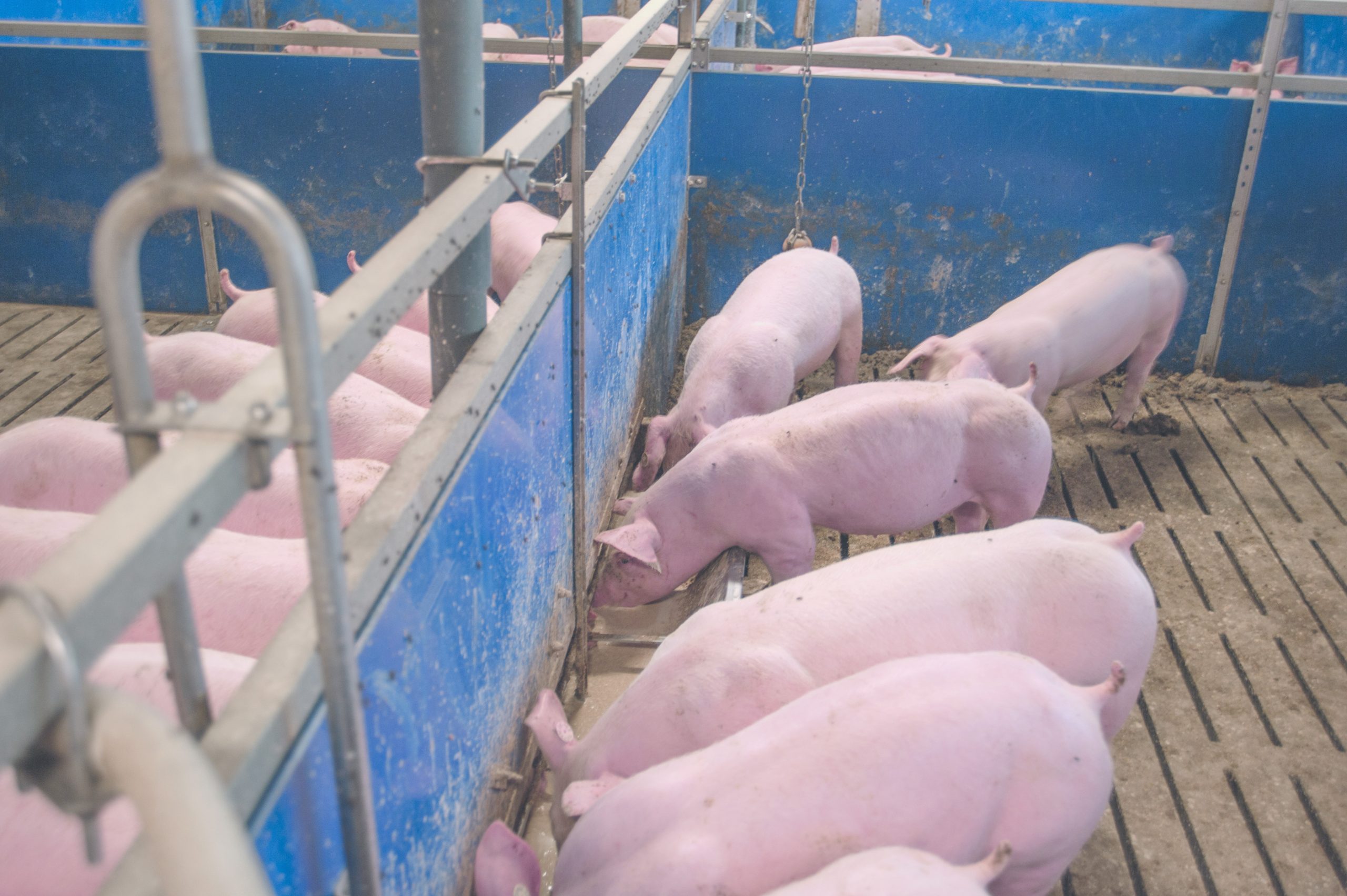 Fermented liquid feed on the rise in Germany. Photo: Weda